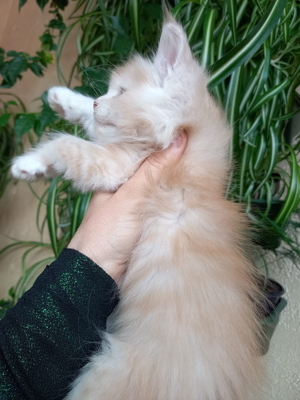 Kai Akbars - Kitten maine-coon 1 month 1.5 week