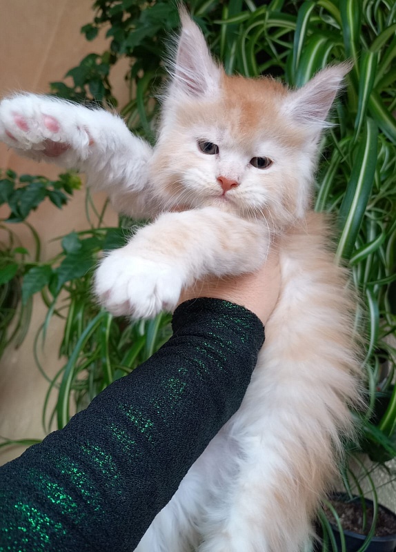 Kai Akbars - Kitten maine-coon 1 month 1.5 week