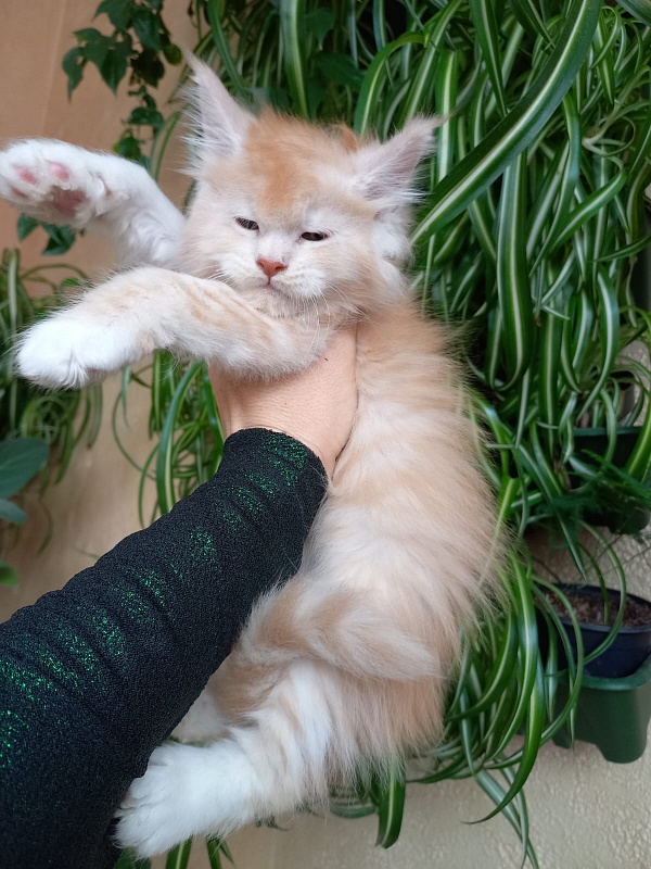 Kai Akbars - Kitten maine-coon 1 month 1.5 week