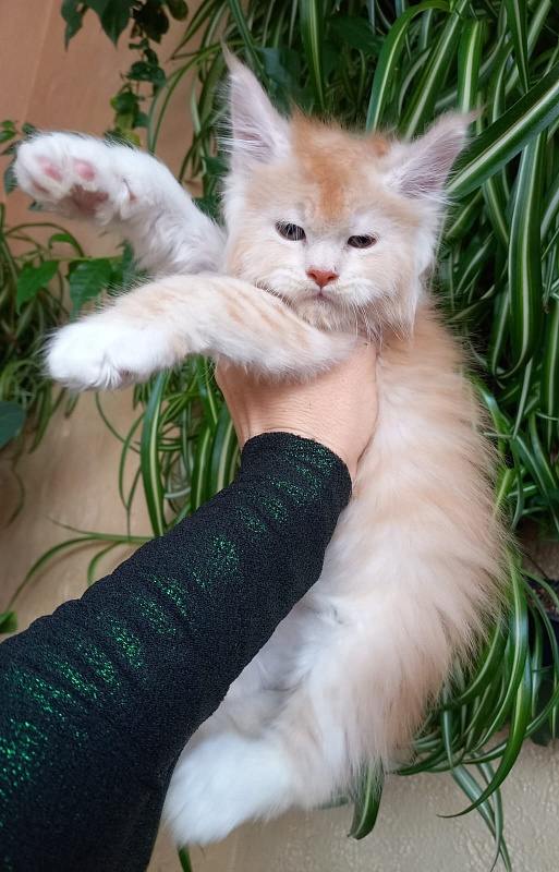 Kai Akbars - Kitten maine-coon 1 month 1.5 week