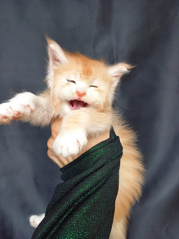 Kai Akbars - Kitten maine-coon 4 weeks