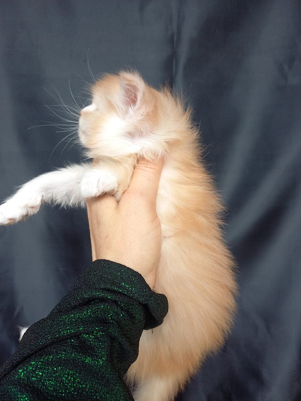 Kai Akbars - Kitten maine-coon 4 weeks