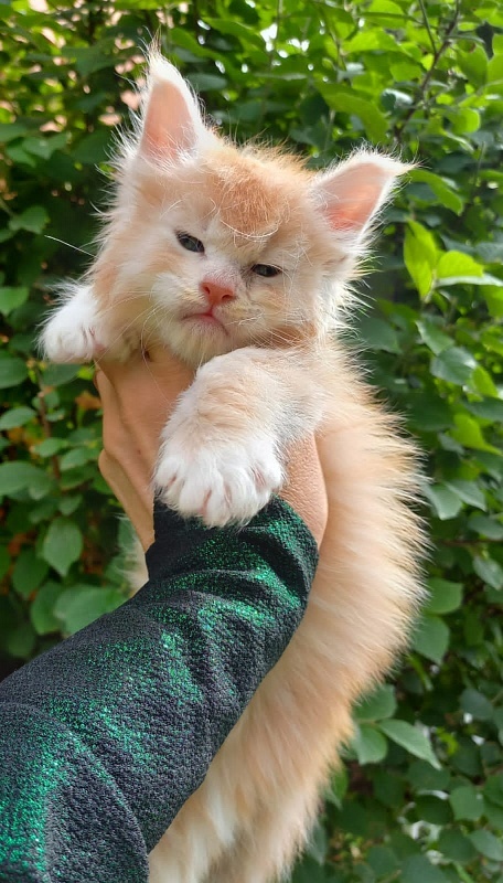 Kai Akbars - Kitten maine-coon 1 month