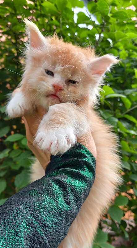 Kai Akbars - Kitten maine-coon 1 month