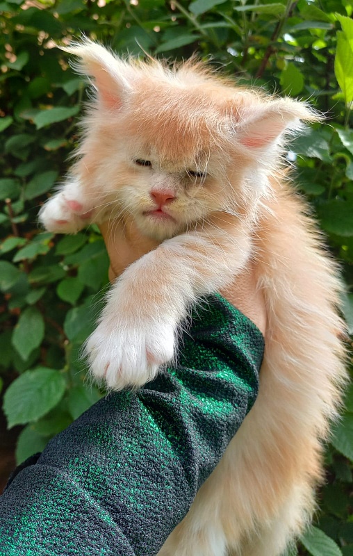 Kai Akbars - Kitten maine-coon 1 month