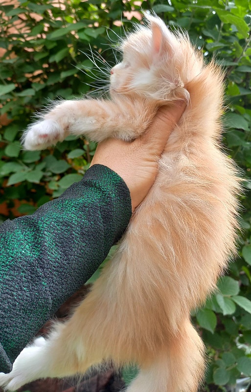 Kai Akbars - Kitten maine-coon 1 month