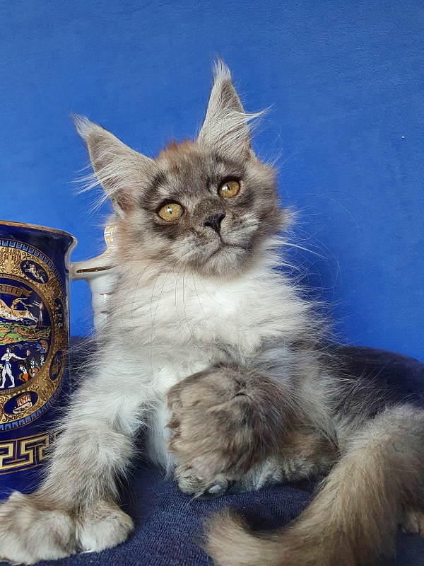 Larry Akbars (polydactyl) 56/66 - Kitten maine-coon 2 months 3 weeks