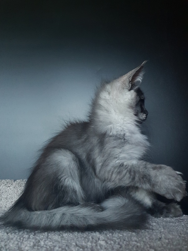 Larry Akbars (polydactyl) 56/66 - Kitten maine-coon 3 months 1 week