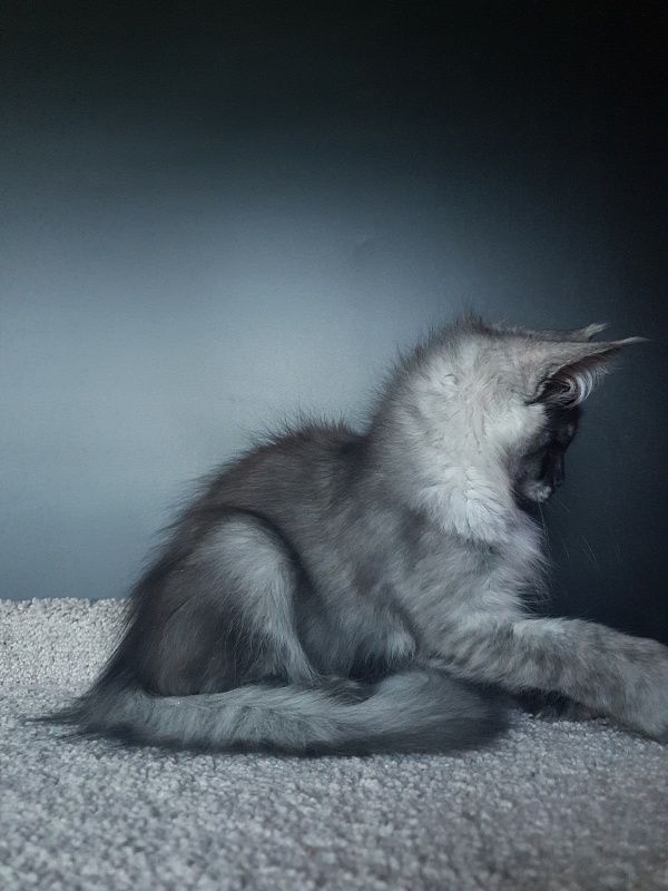 Larry Akbars (polydactyl) 56/66 - Kitten maine-coon 3 months 1 week