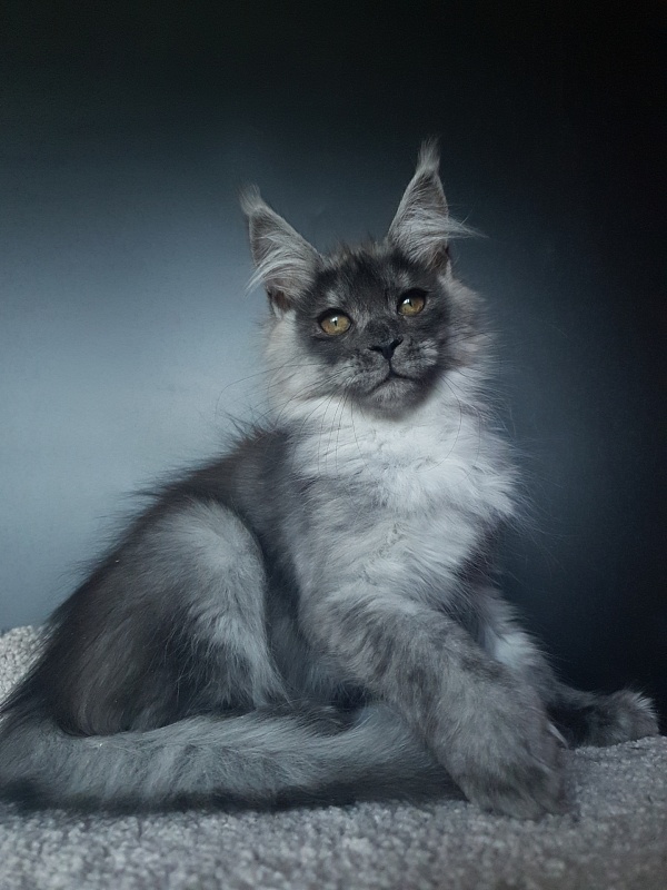 Larry Akbars (polydactyl) 56/66 - Kitten maine-coon 3 months 1 week