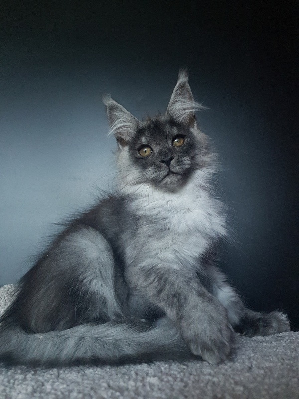 Larry Akbars (polydactyl) 56/66 - Kitten maine-coon 3 months 1 week