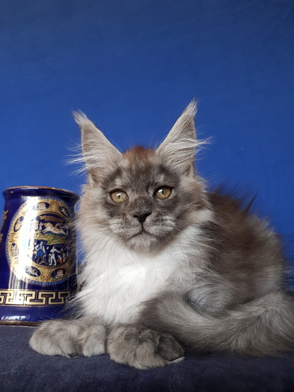 Larry Akbars (polydactyl) 56/66 - Kitten maine-coon 2 months 3 weeks