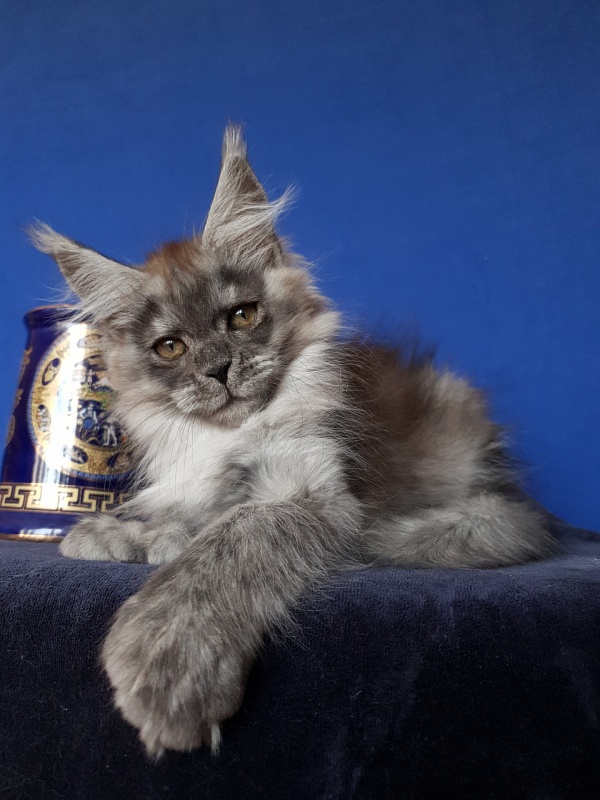 Larry Akbars (polydactyl) 56/66 - Kitten maine-coon 2 months 3 weeks