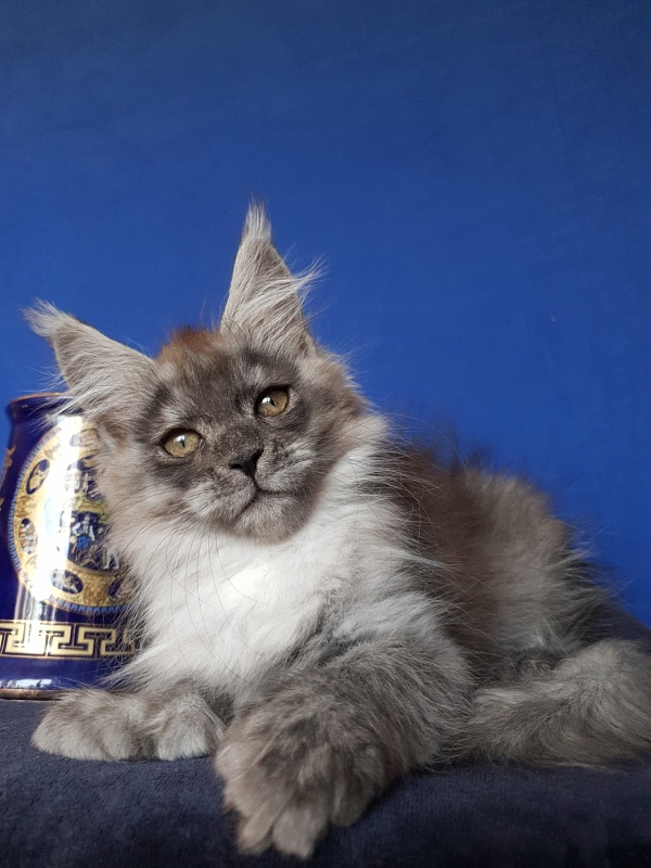 Larry Akbars (polydactyl) 56/66 - Kitten maine-coon 2 months 3 weeks