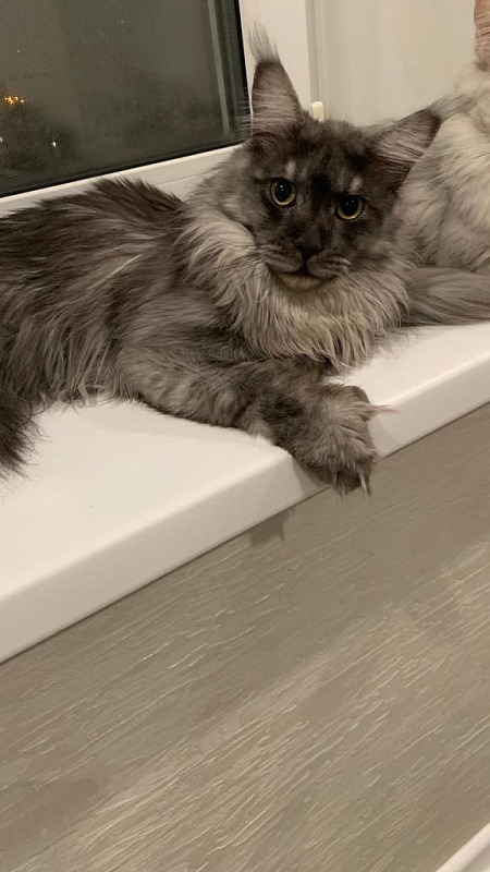 Larry Akbars (polydactyl) 56/66 - Adult maine-coon 11 months 4 weeks