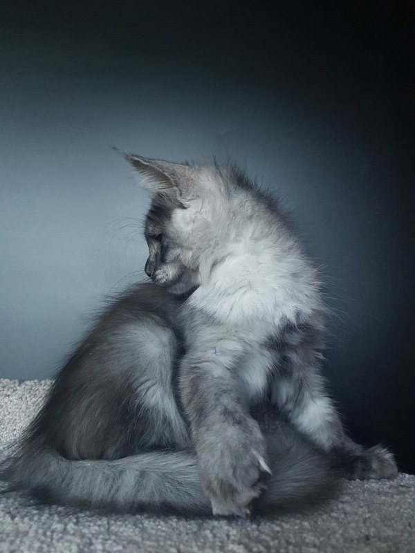 Larry Akbars (polydactyl) 56/66 - Kitten maine-coon 3 months 1 week
