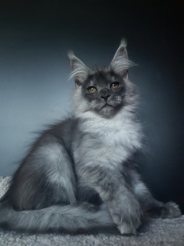 Larry Akbars (polydactyl) 56/66 - Kitten maine-coon 3 months 1 week