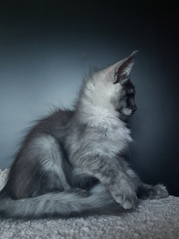 Larry Akbars (polydactyl) 56/66 - Kitten maine-coon 3 months 1 week