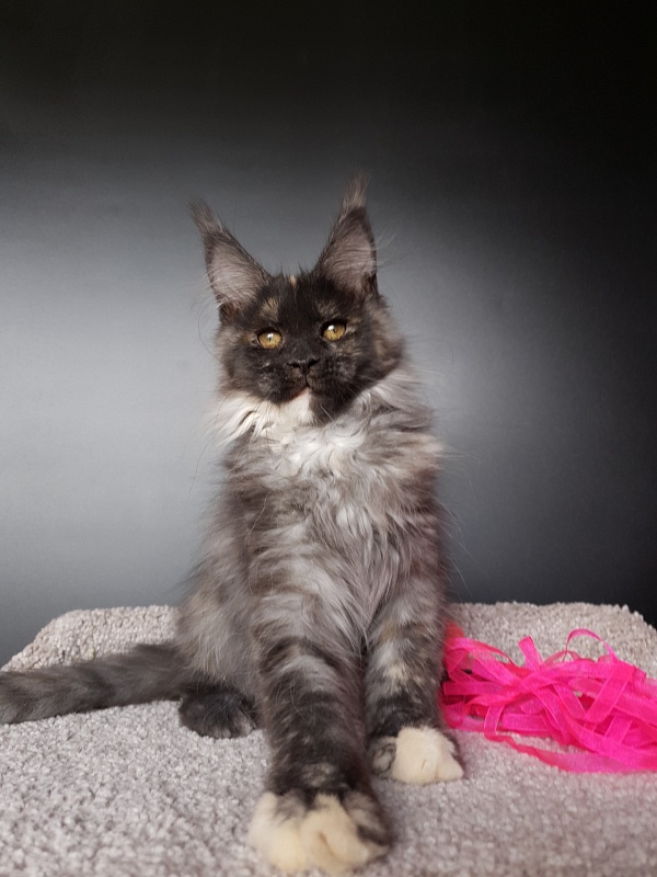 Maia Akbars - Kitten maine-coon 3 months 0.5 weeks