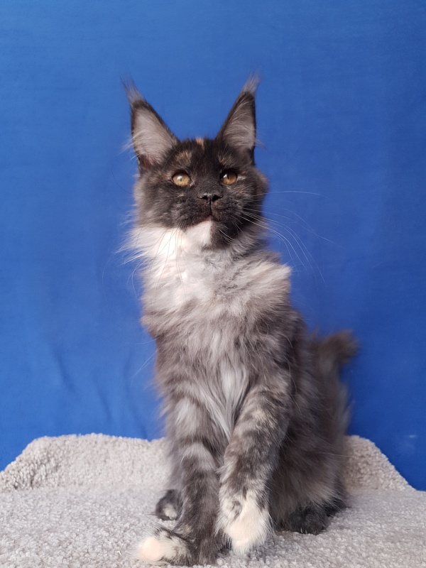 Maia Akbars - Kitten maine-coon 3 months 4 weeks