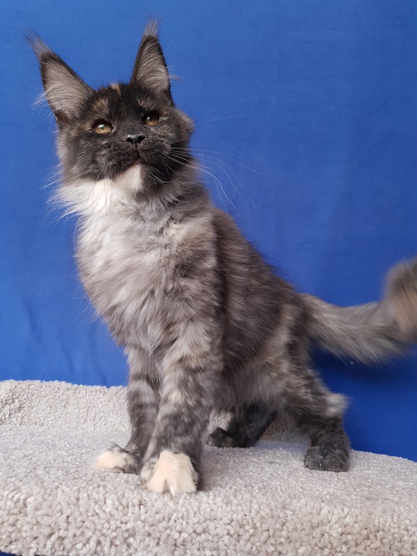 Maia Akbars - Kitten maine-coon 3 months 4 weeks