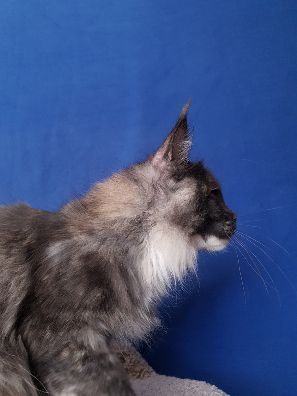 Maia Akbars - Kitten maine-coon 3 months 4 weeks