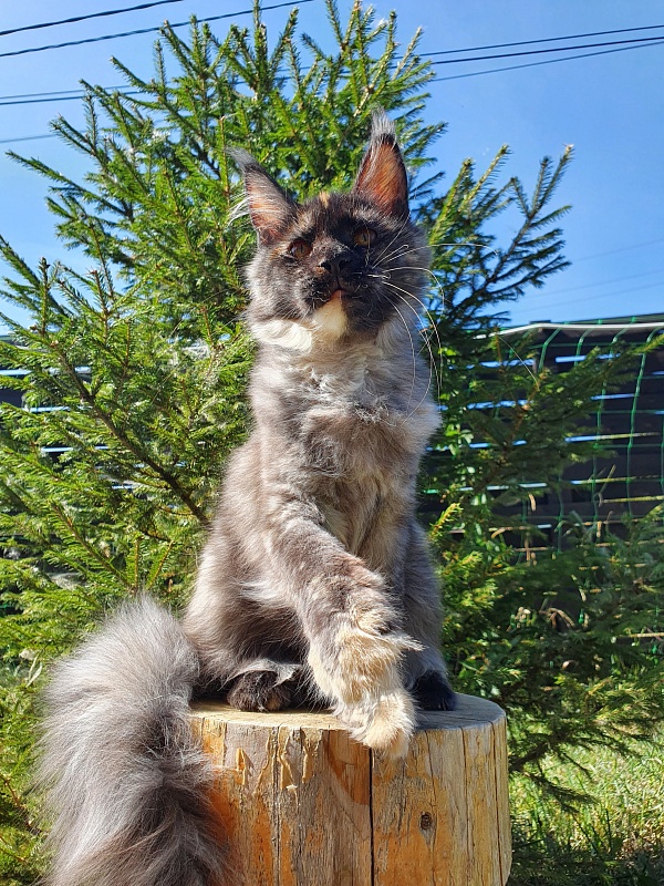 Maia Akbars - Kitten maine-coon 4 months 1 week