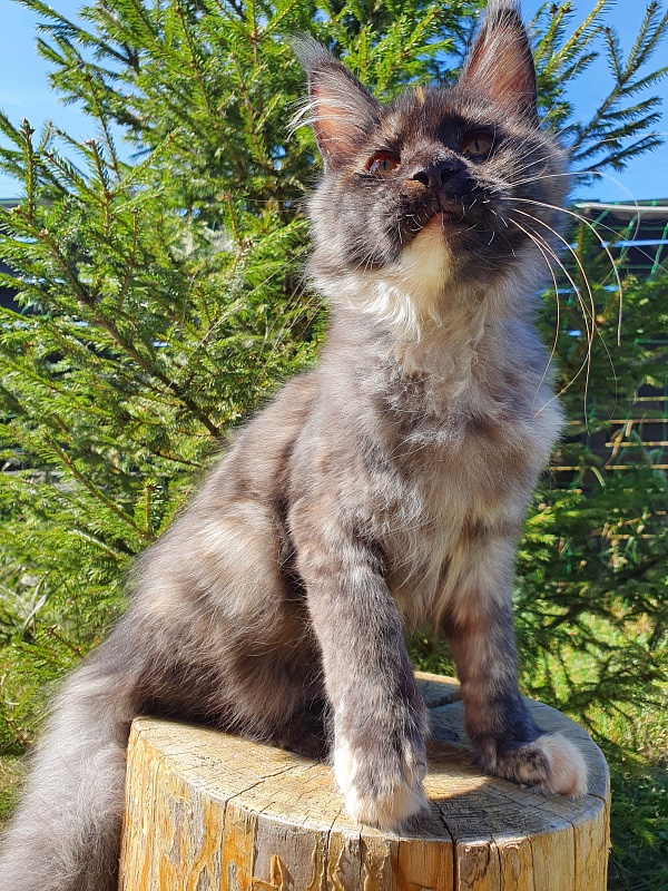 Maia Akbars - Kitten maine-coon 4 months 1 week