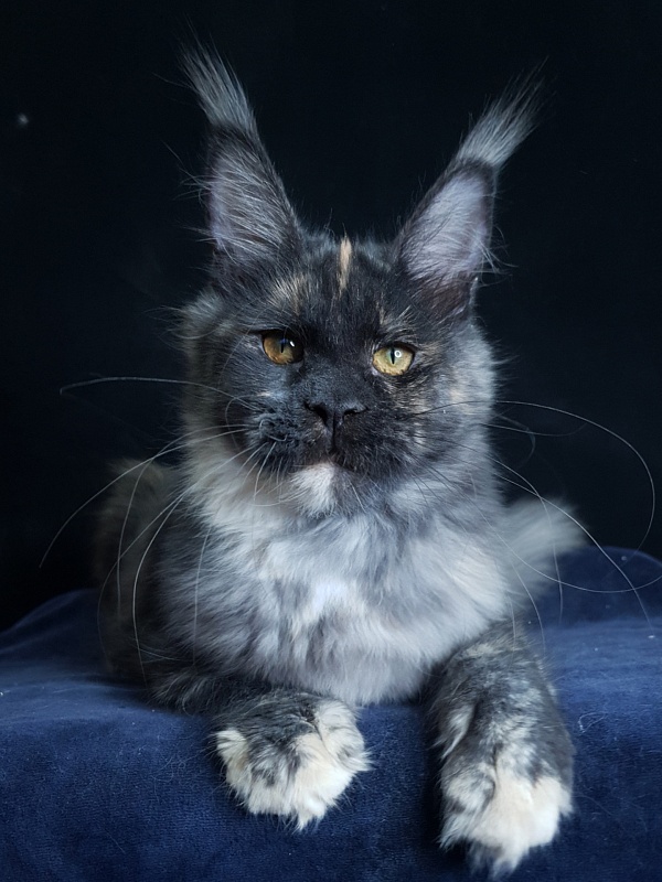 Maia Akbars - Kitten maine-coon 5 months 2 weeks