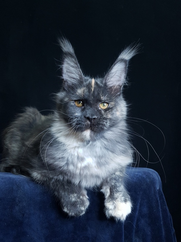 Maia Akbars - Kitten maine-coon 5 months 2 weeks