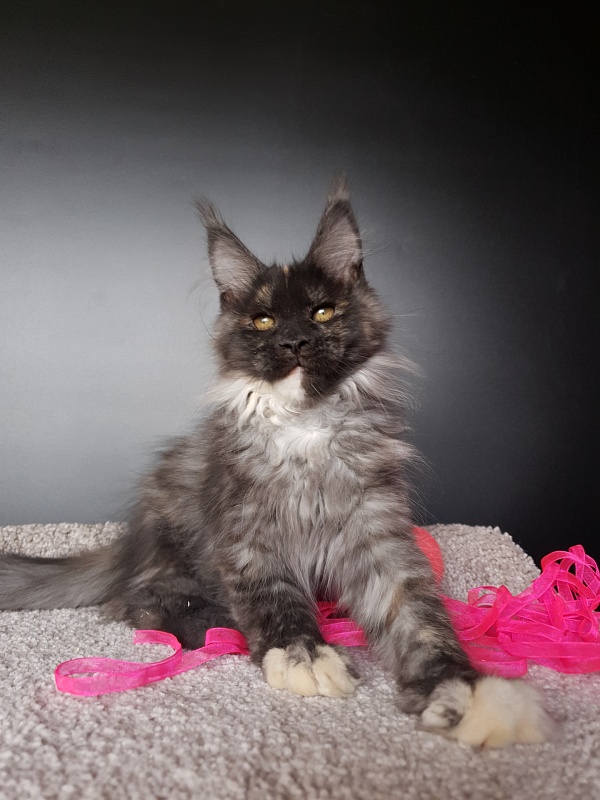 Maia Akbars - Kitten maine-coon 3 months 0.5 weeks