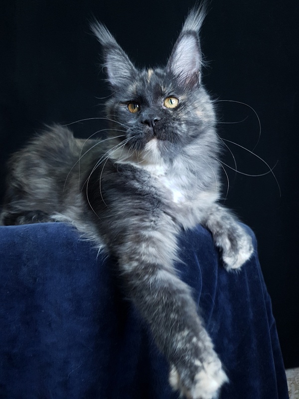 Maia Akbars - Kitten maine-coon 5 months 2 weeks