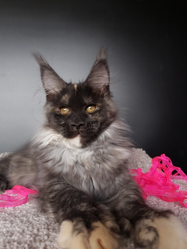 Maia Akbars - Kitten maine-coon 3 months 0.5 weeks