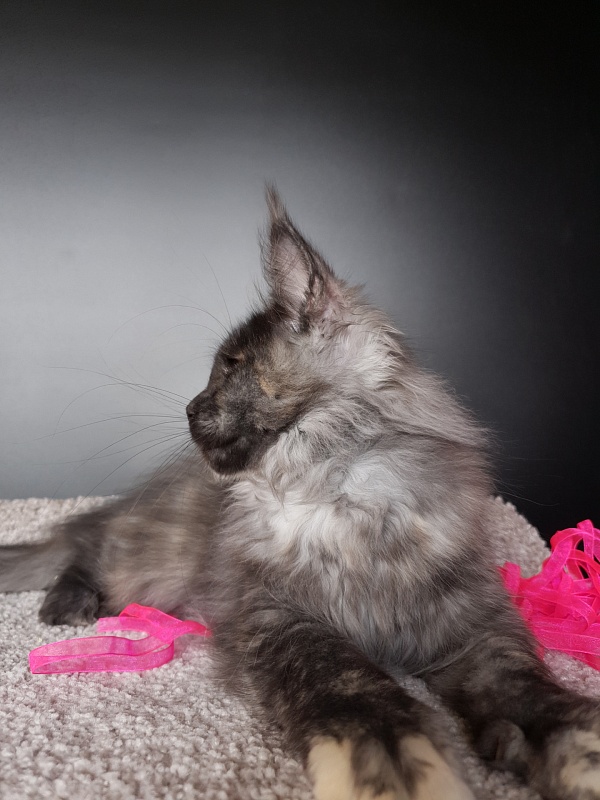 Maia Akbars - Kitten maine-coon 3 months 0.5 weeks