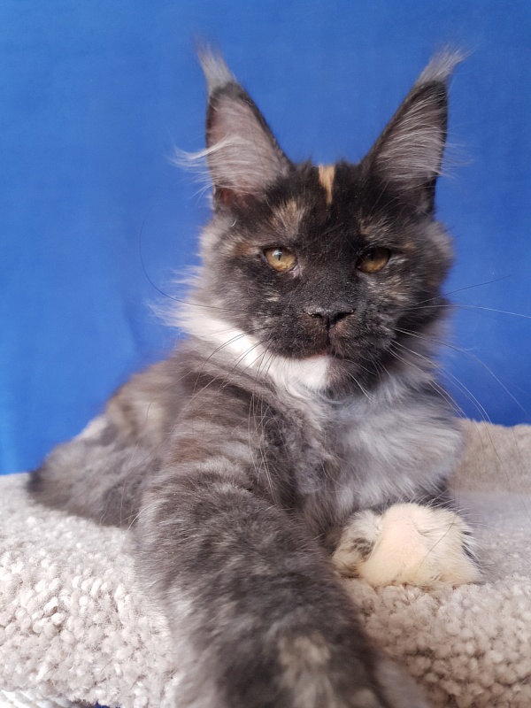 Maia Akbars - Kitten maine-coon 3 months 4 weeks