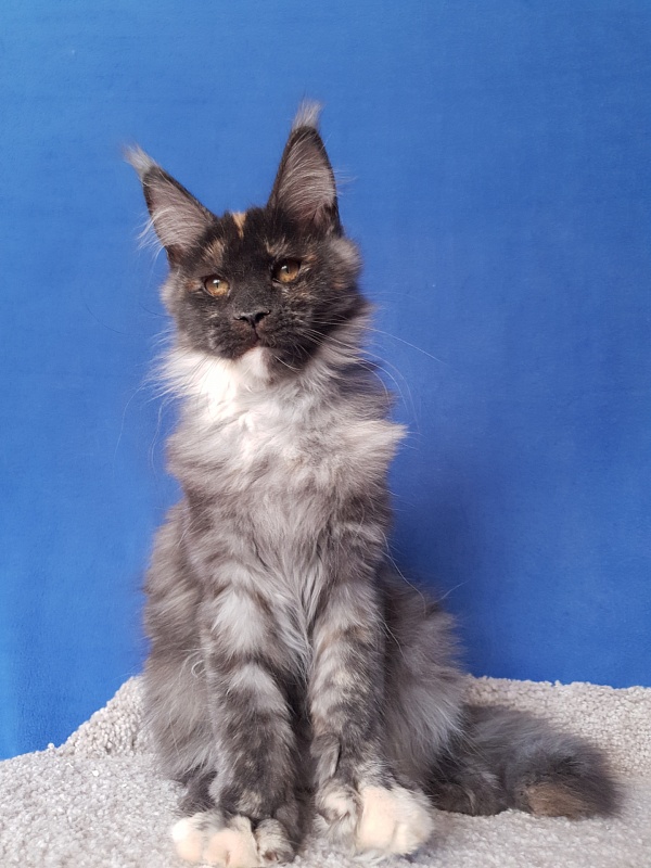 Maia Akbars - Kitten maine-coon 3 months 4 weeks