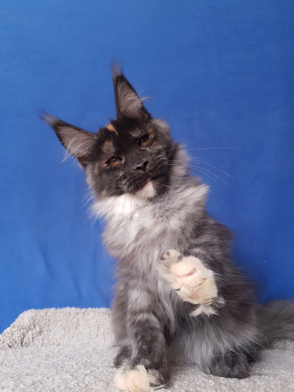 Maia Akbars - Kitten maine-coon 3 months 4 weeks