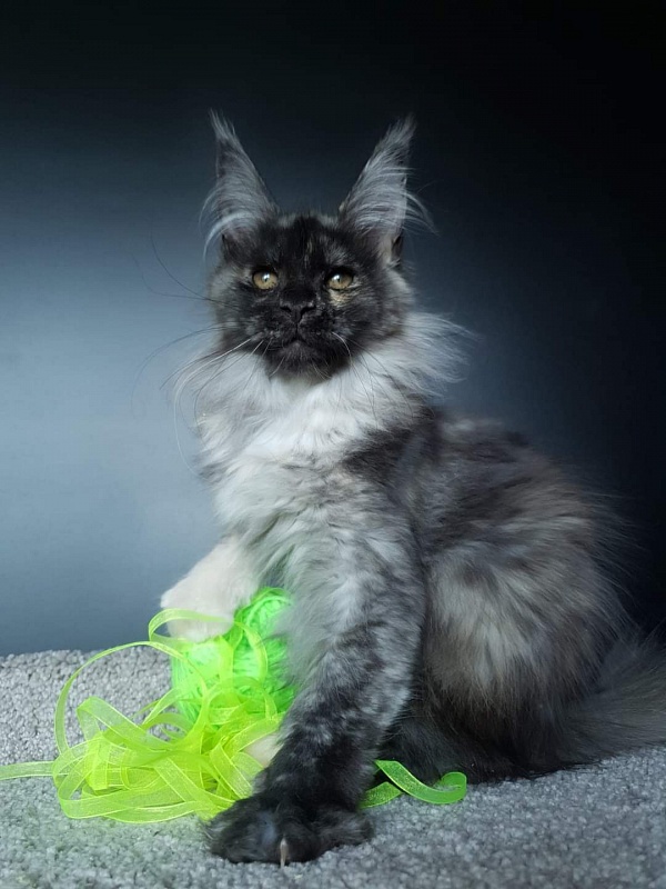 Marta Akbars - Kitten maine-coon 3 months 0.5 weeks