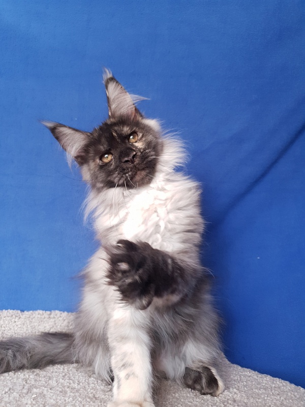 Marta Akbars - Kitten maine-coon 3 months 4 weeks