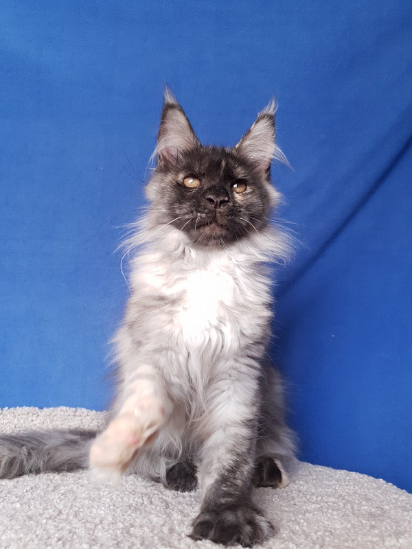 Marta Akbars - Kitten maine-coon 3 months 4 weeks