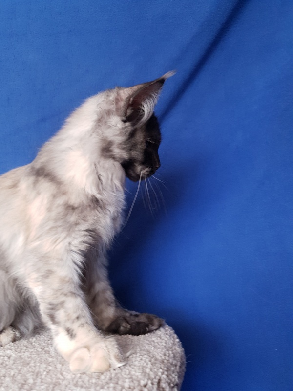 Marta Akbars - Kitten maine-coon 3 months 4 weeks