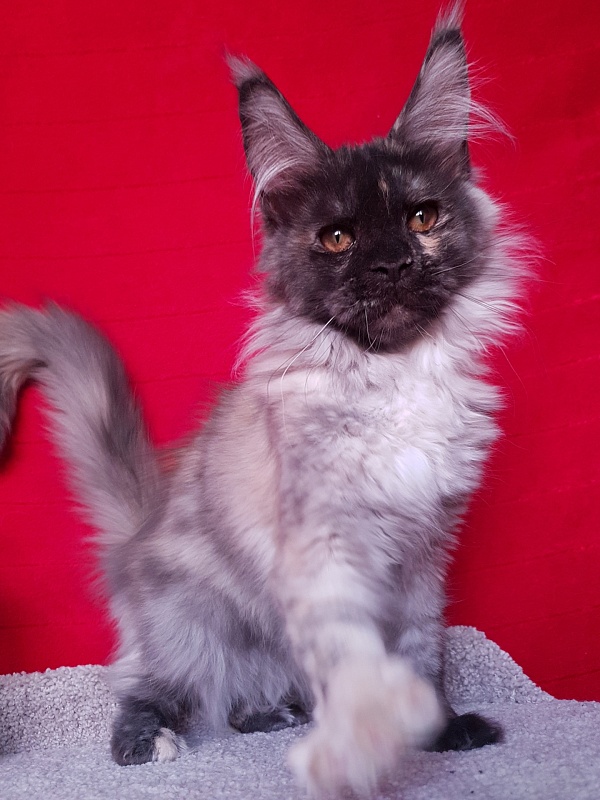 Marta Akbars - Kitten maine-coon 4 months 1 week