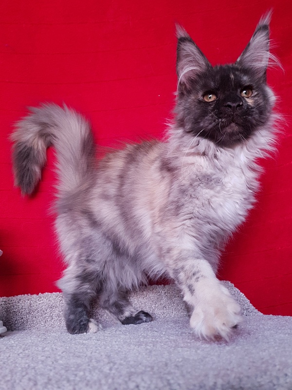Marta Akbars - Kitten maine-coon 4 months 1 week