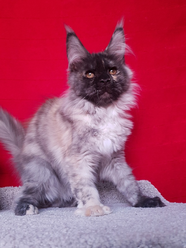 Marta Akbars - Kitten maine-coon 4 months 1 week