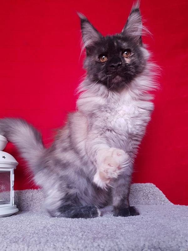 Marta Akbars - Kitten maine-coon 4 months 1 week