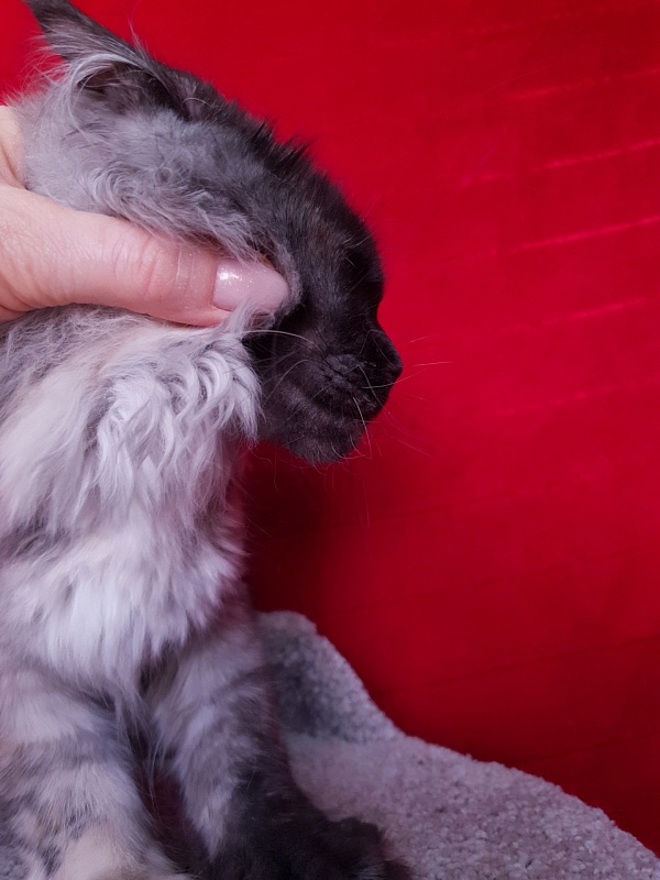 Marta Akbars - Kitten maine-coon 4 months 1 week