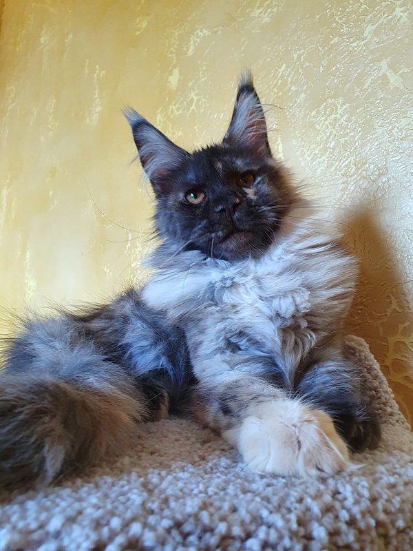 Marta Akbars - Kitten maine-coon 4 months 3 weeks