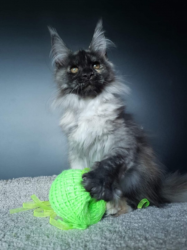 Marta Akbars - Kitten maine-coon 3 months 0.5 weeks