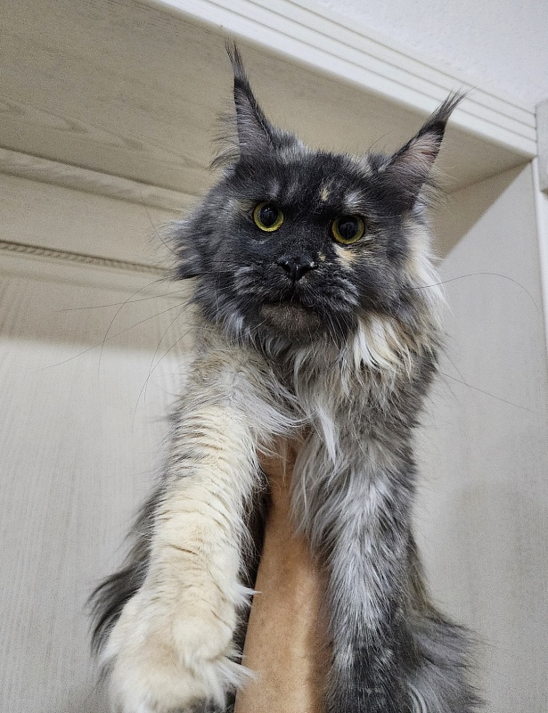 Marta Akbars - Adult maine-coon 1 year 8 months 2.5 weeks