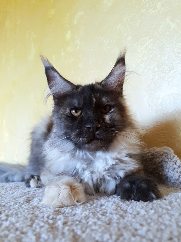 Marta Akbars - Kitten maine-coon 4 months 3 weeks